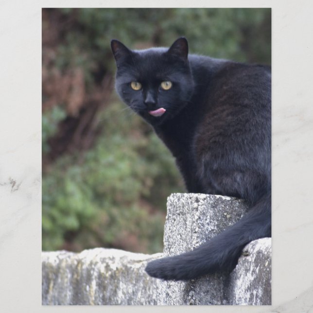 Chat noir (Devant)