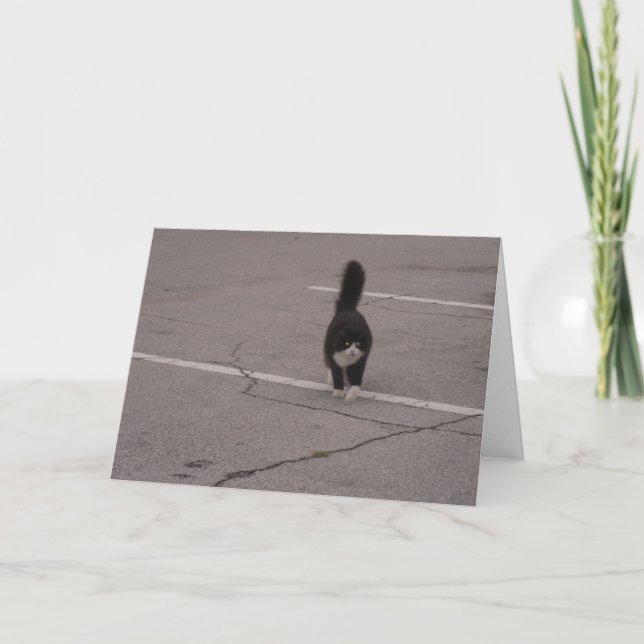 Chat noir avec pattes blanches Photo et carte de L (Devant)