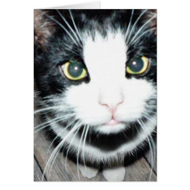 Chat noir et blanc (Devant)