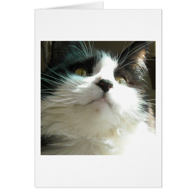 Chat noir et blanc (Devant)