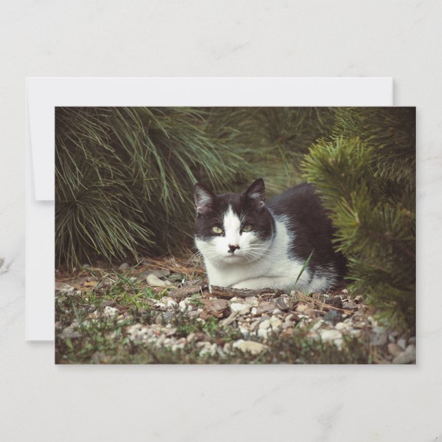 Chat noir et blanc (Devant)