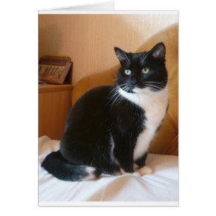 Chat noir et blanc mignon sur le lit