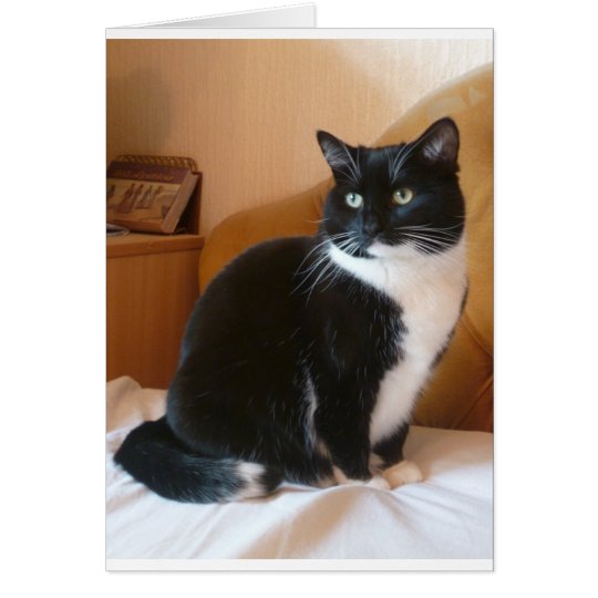 Chat Noir Et Blanc Mignon Sur Le Lit Zazzle Fr