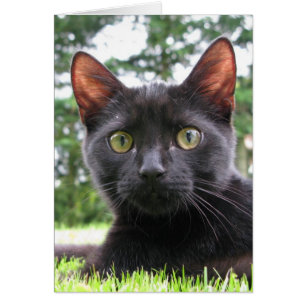 Chat noir Lucky