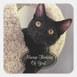 Chat Noir Penser De Vous Stickers