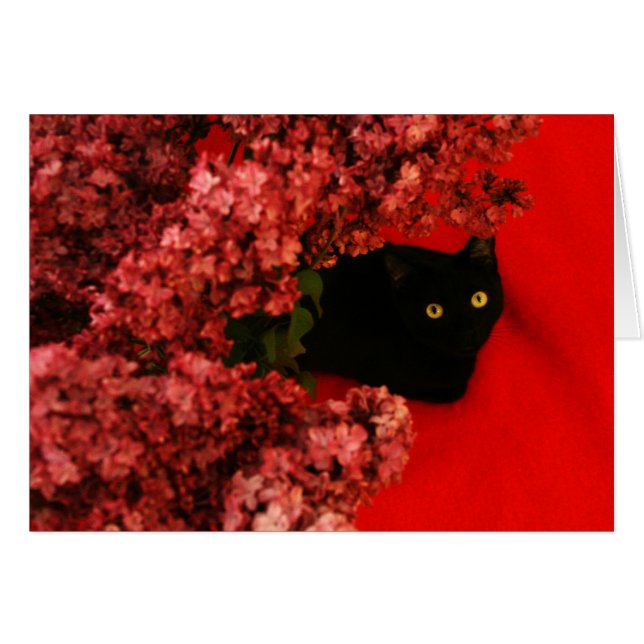 chat noir sur rouge (Devant horizontal)