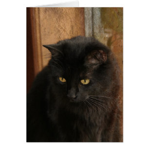 Chat noir, yeux ambres, tons de la terre