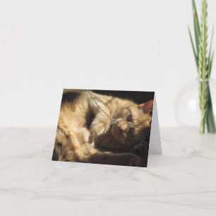 Chat orange dans les cartes de note de soleil