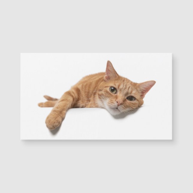 Chat Orange Posé En Bas (Devant)