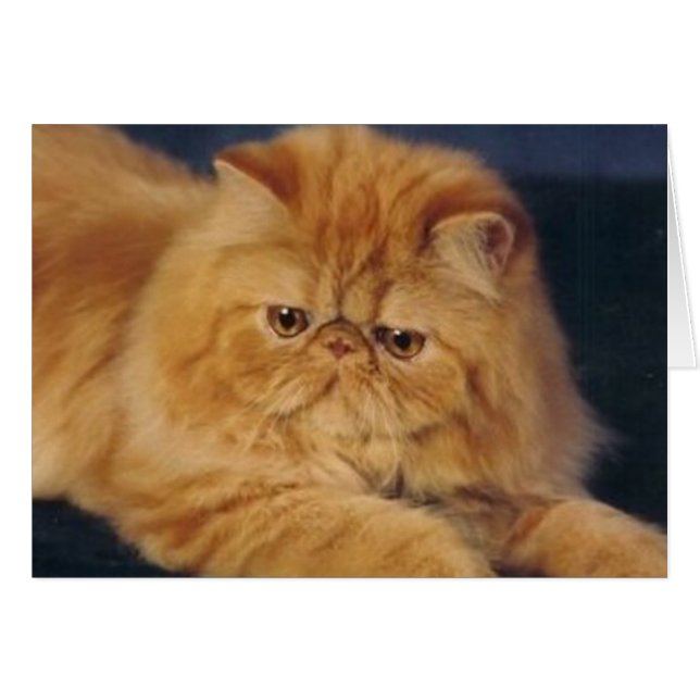 Chat parfait de gingembre (Devant horizontal)