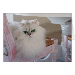 Chat Persan Blanc sur une Chaise Rose