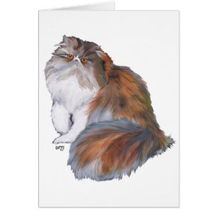 Chat Persan Calico