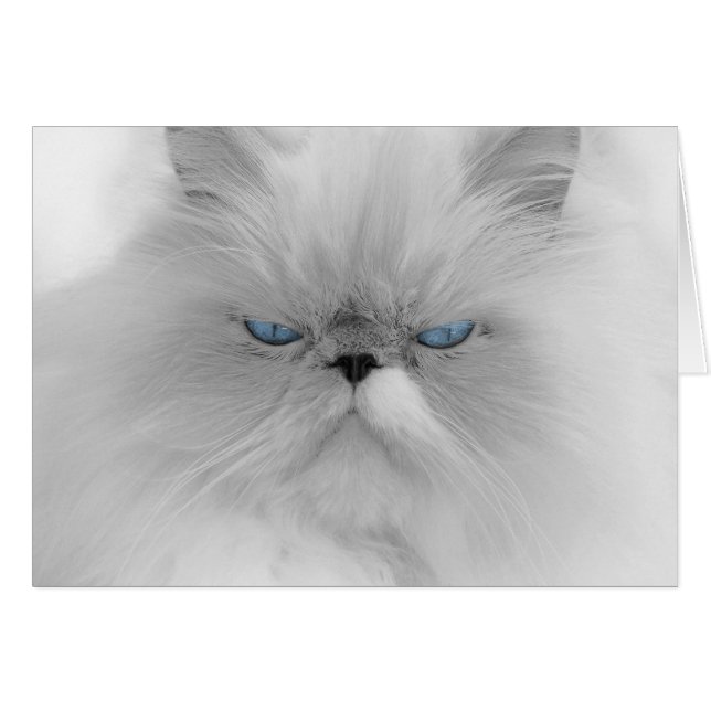 Chat persan Grouchy (Devant horizontal)