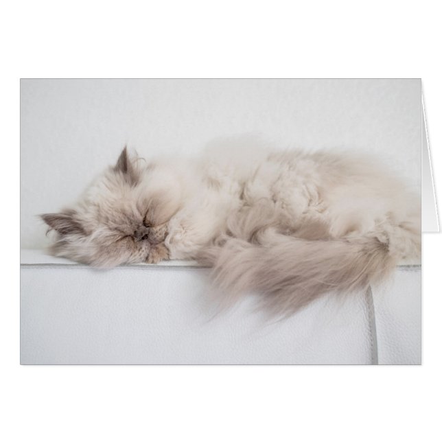 Chat perse (Devant horizontal)