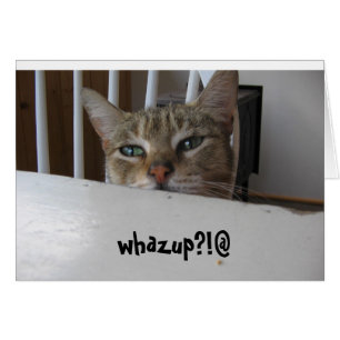 chat puzzy de whazup ? !