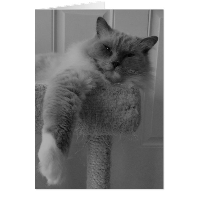 Chat Ragdoll (Devant)