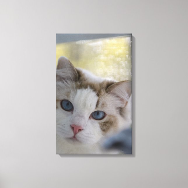 Chat Ragdoll Blanc Toile Emballée (Recto)