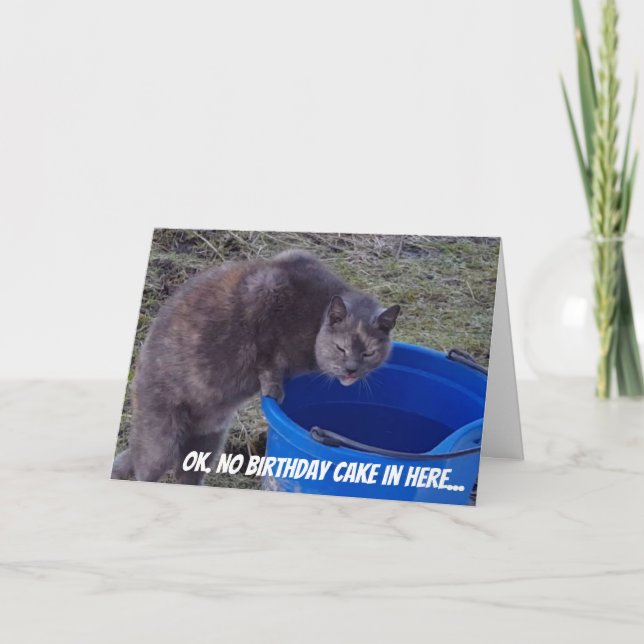 Chat recherchant une carte de gâteau (Devant)