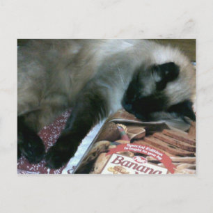 Chat Reposé Sur Carte Postale Du Livre De Cuisine