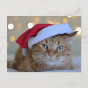 CHAT ROUGE GINGER AVEC CARTE POSTALE SANTA HAT