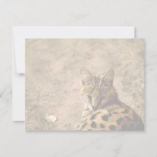 Chat serval