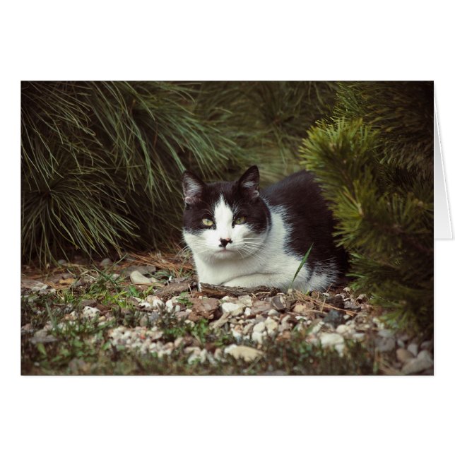 Chat Shorthair - Carte (Devant horizontal)