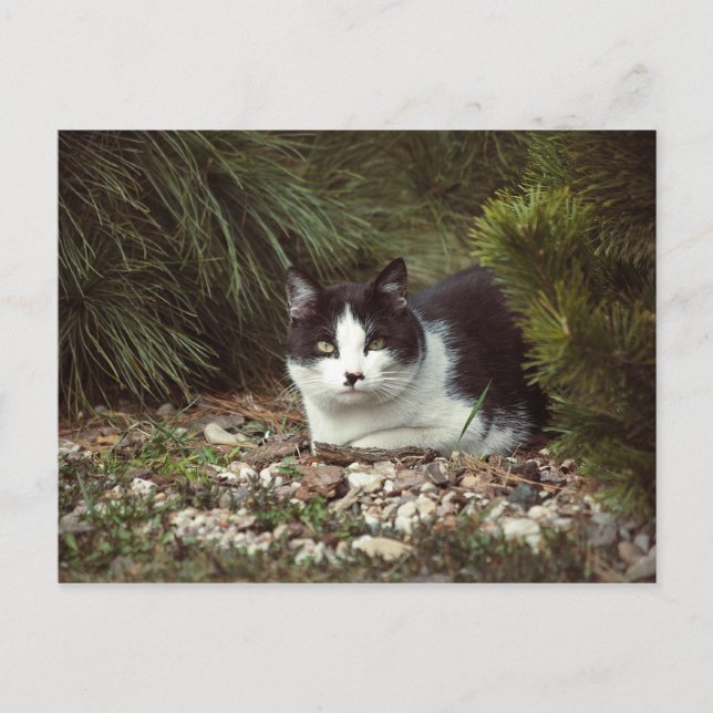 Chat Shorthair - Carte postale (Devant)