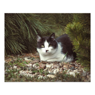 Chat Shorthair - Photo