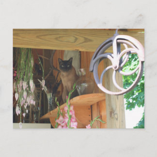 Chat Siamais Poster Photo Animal Carte Postale #2