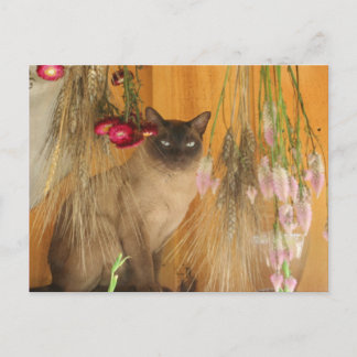 Chat Siamais Poster Photo Animal Carte Postale #3