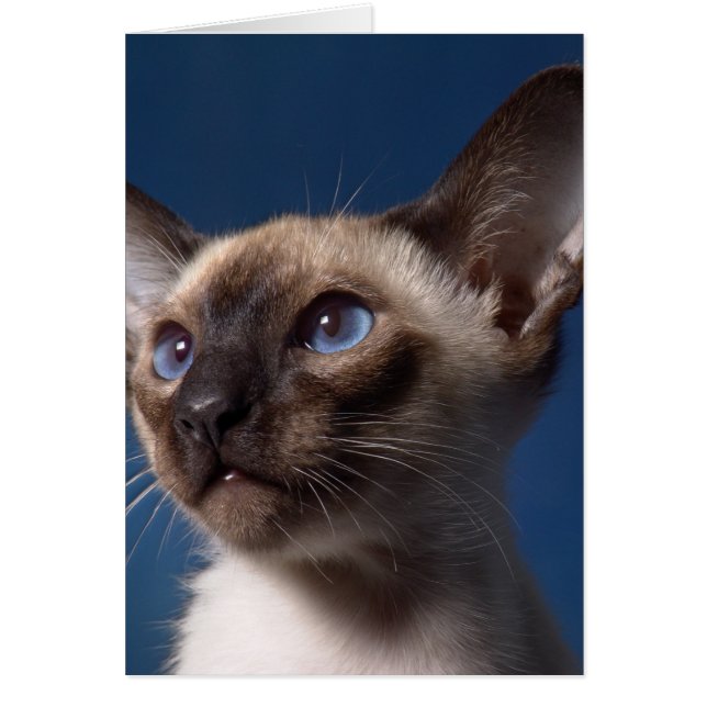 Chat siamois avec des yeux bleus (Devant)
