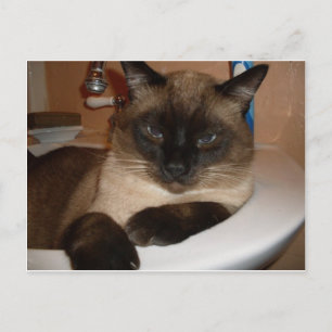 Chat siamois dans l'évier Carte postale