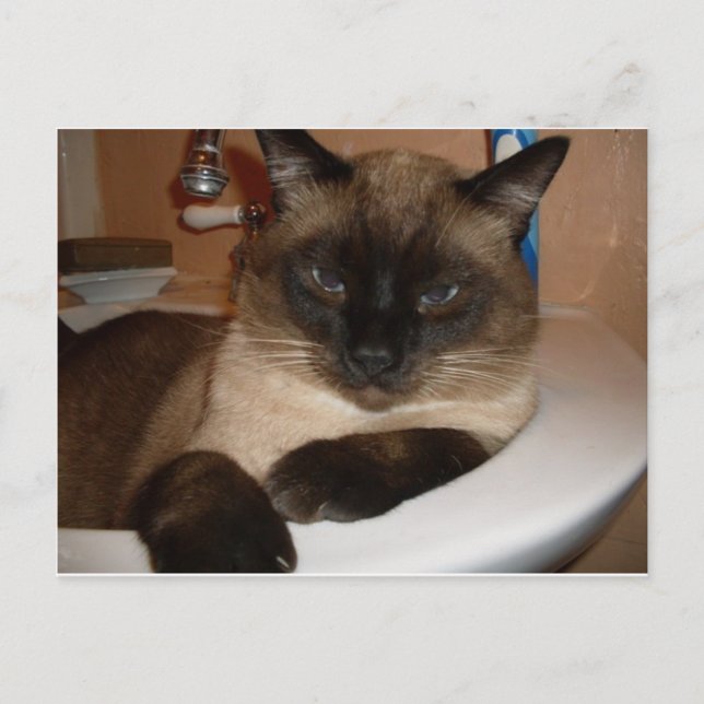 Chat siamois dans l'évier  Carte postale (Devant)