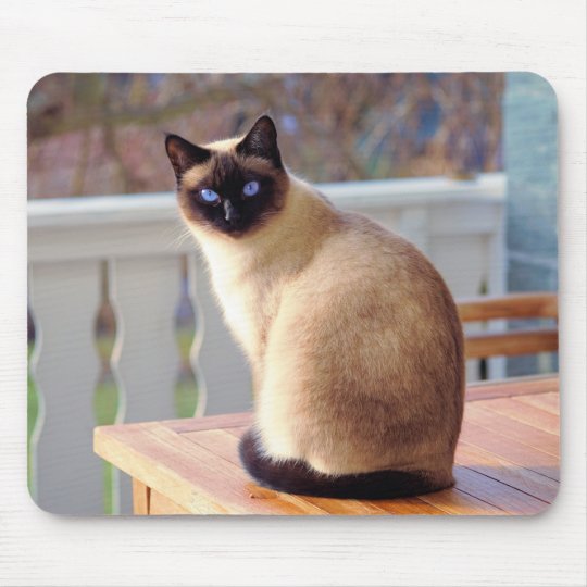 Chat Siamois Tapis De Souris D Yeux Bleus Zazzle Fr