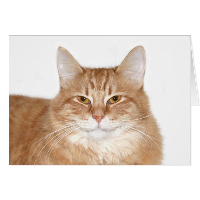 Chat souriant (Devant horizontal)