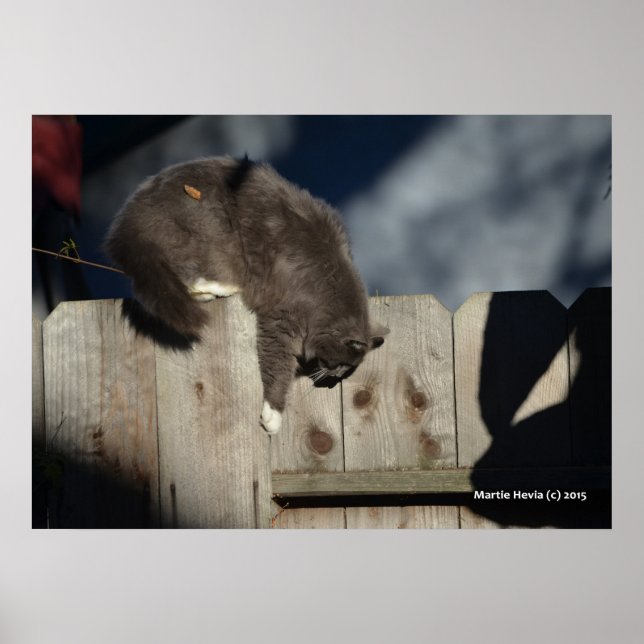 Chat sur clôture (5) Poster (Devant)