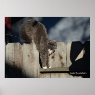 Chat sur clôture (7) Poster