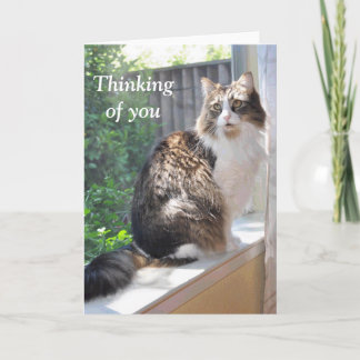 Chat sur la carte de rebord de fenêtre
