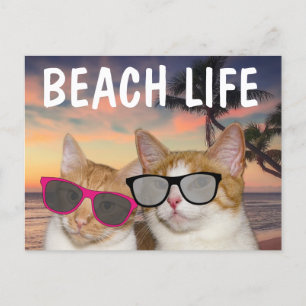 CHAT SUR LA PLAGE 'CAACH' LIFE DE PLAGE Cartes pos