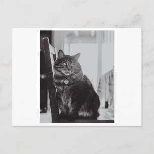 CHAT SUR UNE CARTE POSTALE PHOTOGRAPHIQUE
