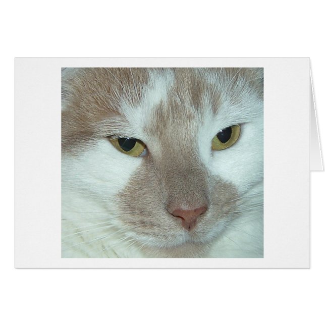 Chat Tabby Blanc et Orange (Devant horizontal)