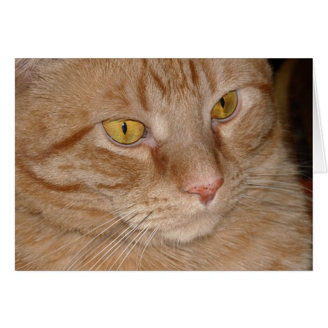 Chat Tabby Orange (Devant horizontal)