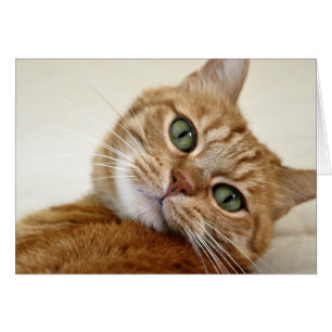 Chat Tabby Orange aux yeux verts