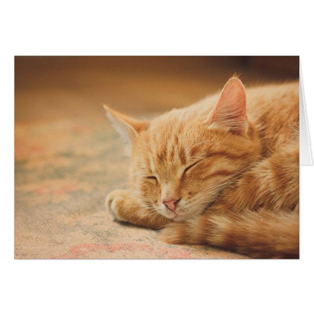 Chat Tabby Orange Dormant (Devant Horizontal)
