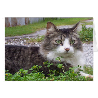 Chat tigré de brun et blanc