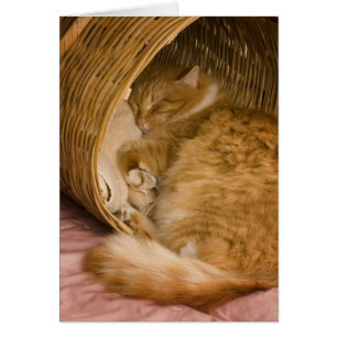Chat tigré orange dormant dans un panier