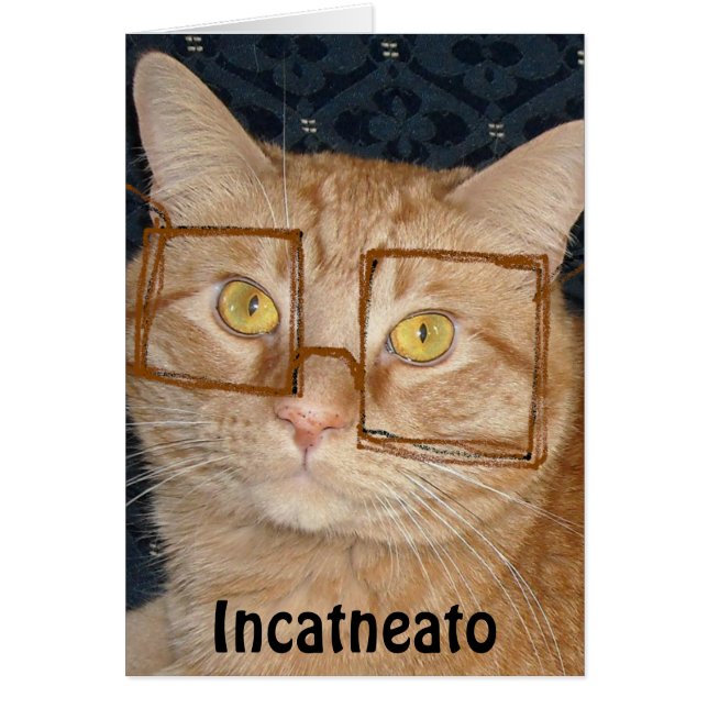 Chat tigré orange/Incognito (Devant)