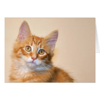 Chaton à table orange
