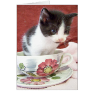 chaton bitsy itsy de 4 semaines