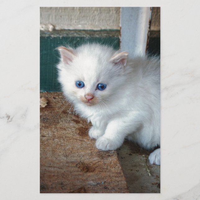 Chaton blanc (Devant)